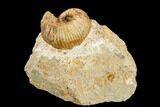 Ammonite Fossil - Boulemane, Morocco #122432-1